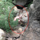 Image for article titled Chinese Monster Hoax Wasn't Really Gollum, But a Video Game Ad